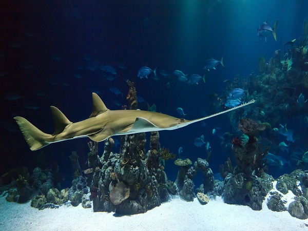 Aquarium de La Rochelle